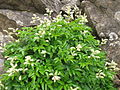 Mount Hayachine, Iwate pref., Japan