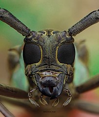 Mata majemuk pada kumbang tanduk panjang.