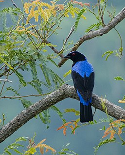 Asian fairy-bluebird Species of bird