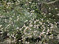 Asperula cynanchica