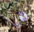 Astragalus nuttallianus var imperfectus 2.jpg