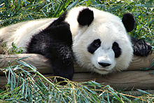 Giant panda, Mei Lan Atlanta Zoo Panda.jpg