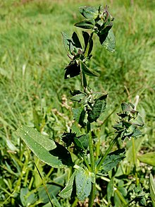 Atriplex longipes 3 Rugen 8-2008 (Eckhard Garve).jpg