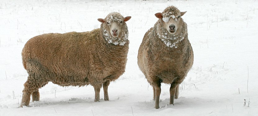 Australian sheep bemused by a thick blanket of snow.