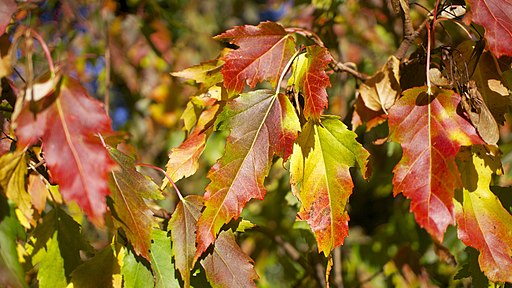 Autumn colour (10311552835)