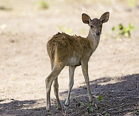 Baby deer at a field