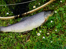 River trout caught with the help of a fly Bachforelle 1.png