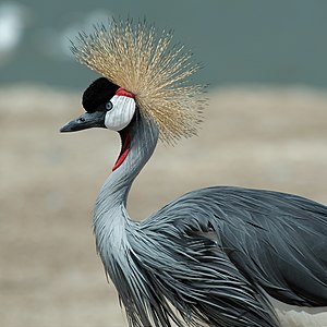 Balearica regulorum (Grey Crowned Crane)