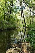 The namesake Bamboo Brook