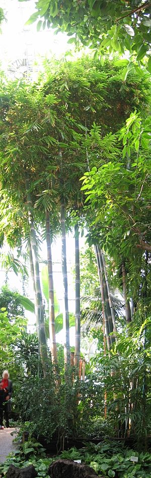 Giant bamboo in the Great Pavilion. Bambus berlin botanischer garten.jpg