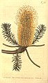 Banksia ericifolia (Edwards).jpg