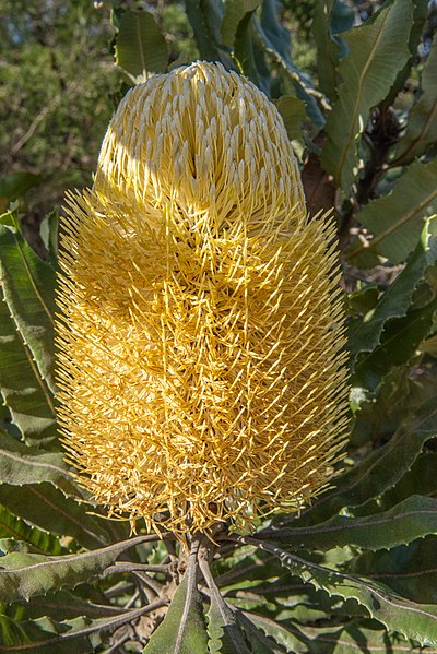 File:Banksia menziesii yellow gnangarra 210721-1.jpg