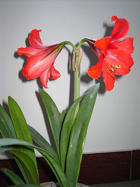 File:Barbadoslily flower.JPG