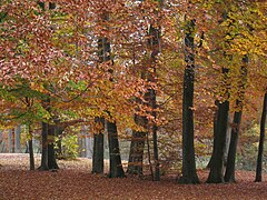 Herbstliche Baumgruppe Steinfurter Bagno