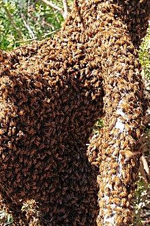 Swarming bees require good communication to all congregate in the same place Bee swarm on fallen tree02.jpg