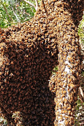 Bee swarm on fallen tree02.jpg