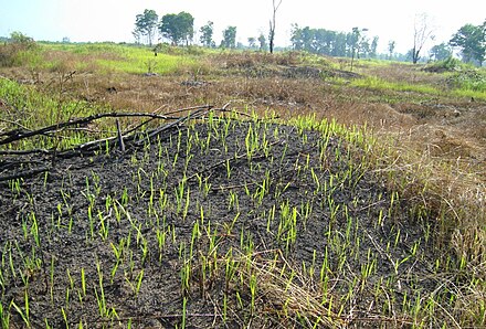 Shifting cultivation in Indonesia. A new crop is sprouting through the burnt soil.