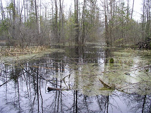 Belarus-Peat Mining near Rudzensk-Swamp-2