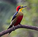 aves De Argentina