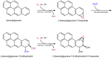 Tập_tin:Benzo(a)pyrene_metabolism.svg