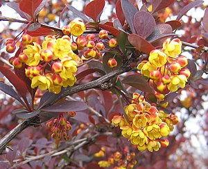 Berberis × ottawensis 'Superba'