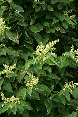 Berquemia racemosa