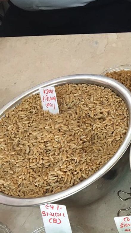 Bhalia Wheat in the market for sell Bhalia Wheet.jpg