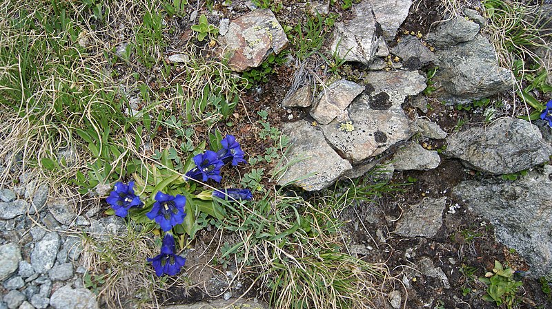 File:Bieltal-Clusius-Enzian (Gentiana clusii).jpg