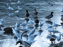 Birds on the frozen pond Bird life, Blackford Pond - geograph.org.uk - 656161.jpg