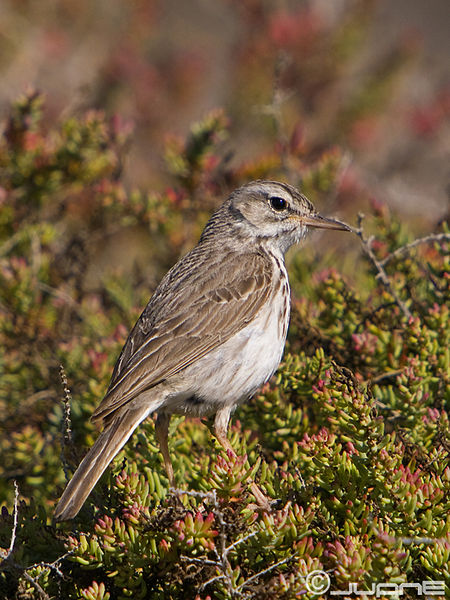 File:Bisbita caminero o de Berthelot (Anthus berthelotii) (3418474682).jpg