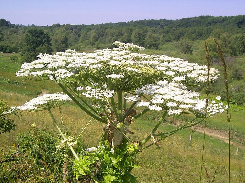 File:Bjørneklo i blomst.JPG