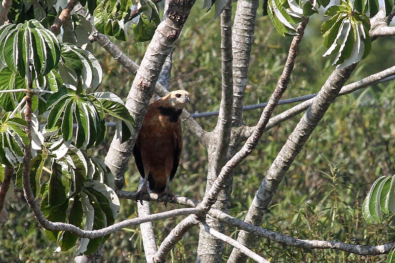 File:Black-collared Hawk - Flickr - GregTheBusker (3).jpg