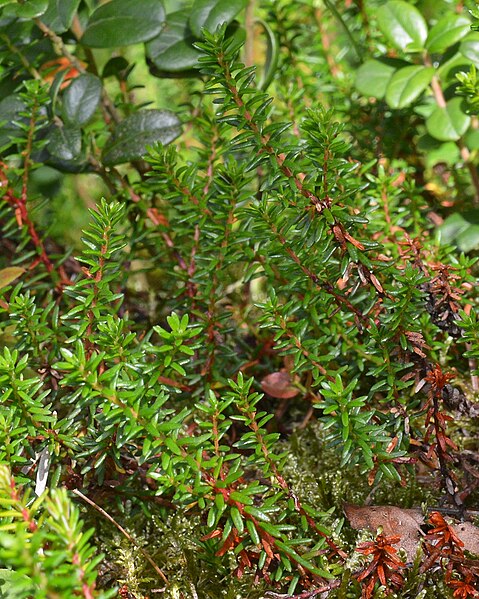 File:Black Crowberry (Empetrum nigrum) - Bergen, Norway 2021-07-31 (01).jpg