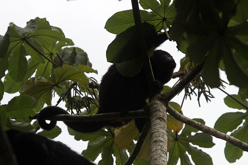 File:Black Howler Monkey - Flickr - GregTheBusker.jpg