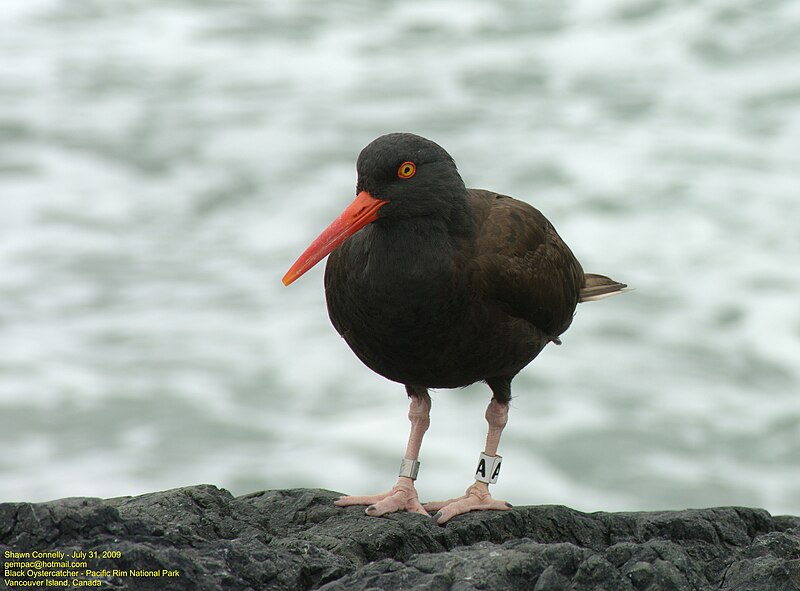 File:Black Oystercatcher - IMGP1549.jpg