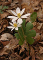 Sanguinaria canadensis, or bloodroot