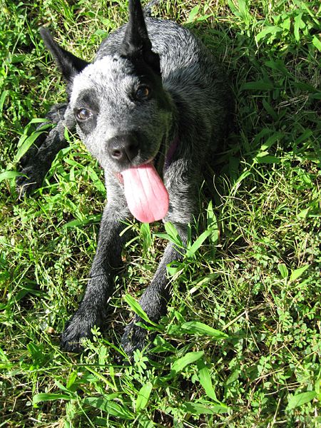 File:Blue Heeler Dog 001.jpg