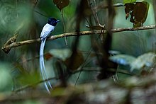 Blyth's Paradise Flycatcher male 0A2A4784.jpg