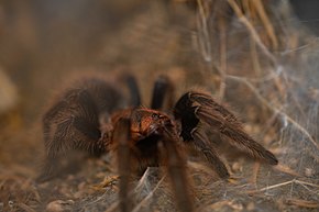 A kép leírása Bonnetina cyaneifemur.jpg.