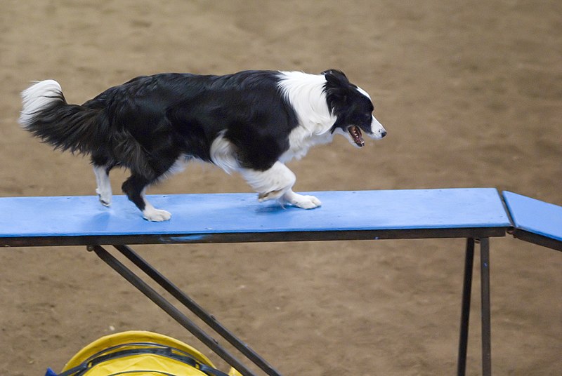 File:Border Collie agility dogwalk.jpg