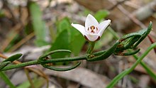 Boronia nana flower and leaves (8196145920).jpg