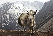 Bos grunniens na Letdaru na okruhu Annapurna.jpg
