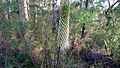 Bottle-brush Grass Tree head (16011756126).jpg