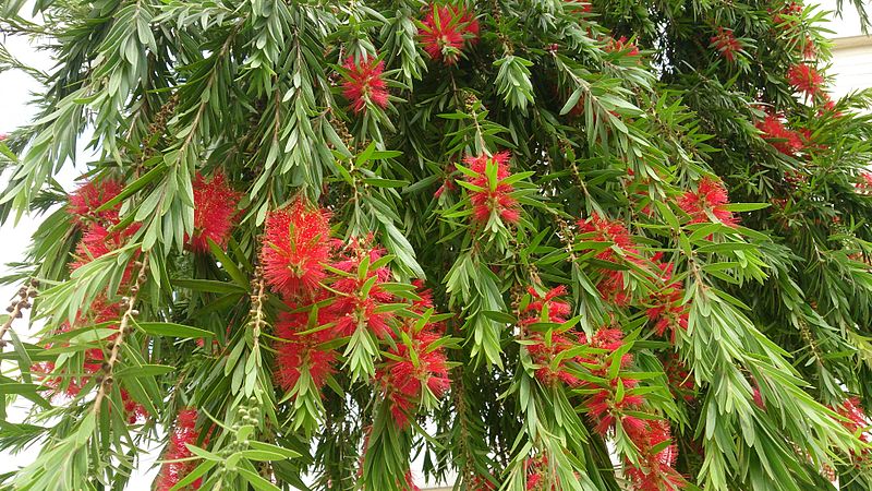 File:Bottlebrush tree (Callistemon) 2.jpg