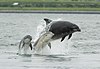 Bottlenose dolphins breaching