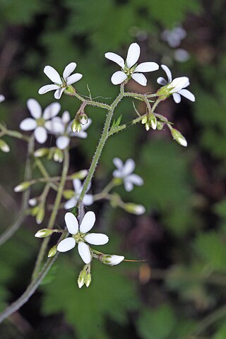 <i>Boykinia</i> Genus of flowering plants in the family Saxifragaceae