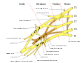 Skematisk fremstilling af plexus brachialis på engelsk.