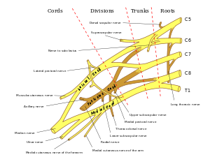 Brachiale plexus 2.svg