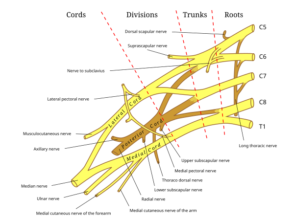 Brachial plexus block - Wikipedia