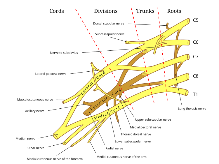 Anatomical illustration of the brachial plexus
.mw-parser-output .side-box{margin:4px 0;box-sizing:border-box;border:1px solid #aaa;font-size:88%;line-height:1.25em;background-color:var(--background-color-interactive-subtle,#f8f9fa);display:flow-root}.mw-parser-output .side-box-abovebelow,.mw-parser-output .side-box-text{padding:0.25em 0.9em}.mw-parser-output .side-box-image{padding:2px 0 2px 0.9em;text-align:center}.mw-parser-output .side-box-imageright{padding:2px 0.9em 2px 0;text-align:center}@media(min-width:500px){.mw-parser-output .side-box-flex{display:flex;align-items:center}.mw-parser-output .side-box-text{flex:1;min-width:0}}@media(min-width:720px){.mw-parser-output .side-box{width:238px}.mw-parser-output .side-box-right{clear:right;float:right;margin-left:1em}.mw-parser-output .side-box-left{margin-right:1em}}
@media print{body.ns-0 .mw-parser-output .sistersitebox{display:none!important}}@media screen{html.skin-theme-clientpref-night .mw-parser-output .sistersitebox img[src*="Wiktionary-logo-en-v2.svg"]{background-color:white}}@media screen and (prefers-color-scheme:dark){html.skin-theme-clientpref-os .mw-parser-output .sistersitebox img[src*="Wiktionary-logo-en-v2.svg"]{background-color:white}}
.mw-parser-output .plainlist ol,.mw-parser-output .plainlist ul{line-height:inherit;list-style:none;margin:0;padding:0}.mw-parser-output .plainlist ol li,.mw-parser-output .plainlist ul li{margin-bottom:0}
Wikimedia Commons has media related to this diagram
.
with areas of roots, trunks, divisions and cords marked. Clicking on names of branches will link to their Wikipedia entry. Brachial plexus 2.svg